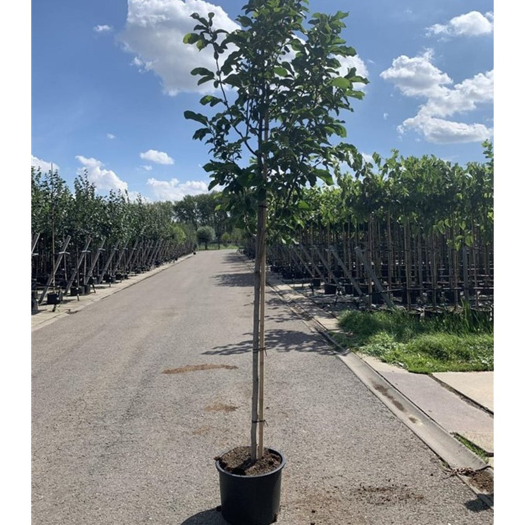 Japansk magnolia – Magnolia kobus 'Maraczi' - C25 8/10 200 CM Stem